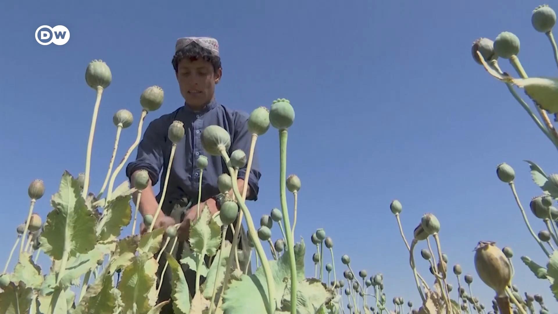 तालिबान ने अफगानिस्तान में होने वाले अफीम की खेती रोकने का फैसला लिया है, जिससे देश के किसानों पर चोट पड़ रही है.