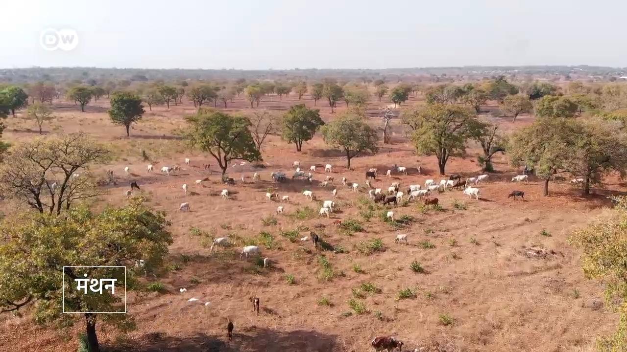 उत्तरी घाना में एक स्टार्टअप ने इस तरह के नुकसान से किसानों को बचाने के लिए पशुओं के टीकाकरण की एक ऐप डेवलेप की है.