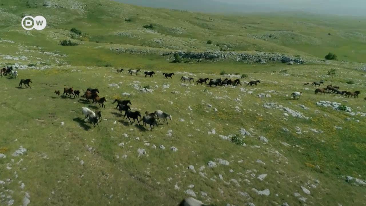 Divlji konji već desetljećima žive na bosanskoj Cincar planini. Željku Krištu oni pomažu u prevladavanju ratne traume.