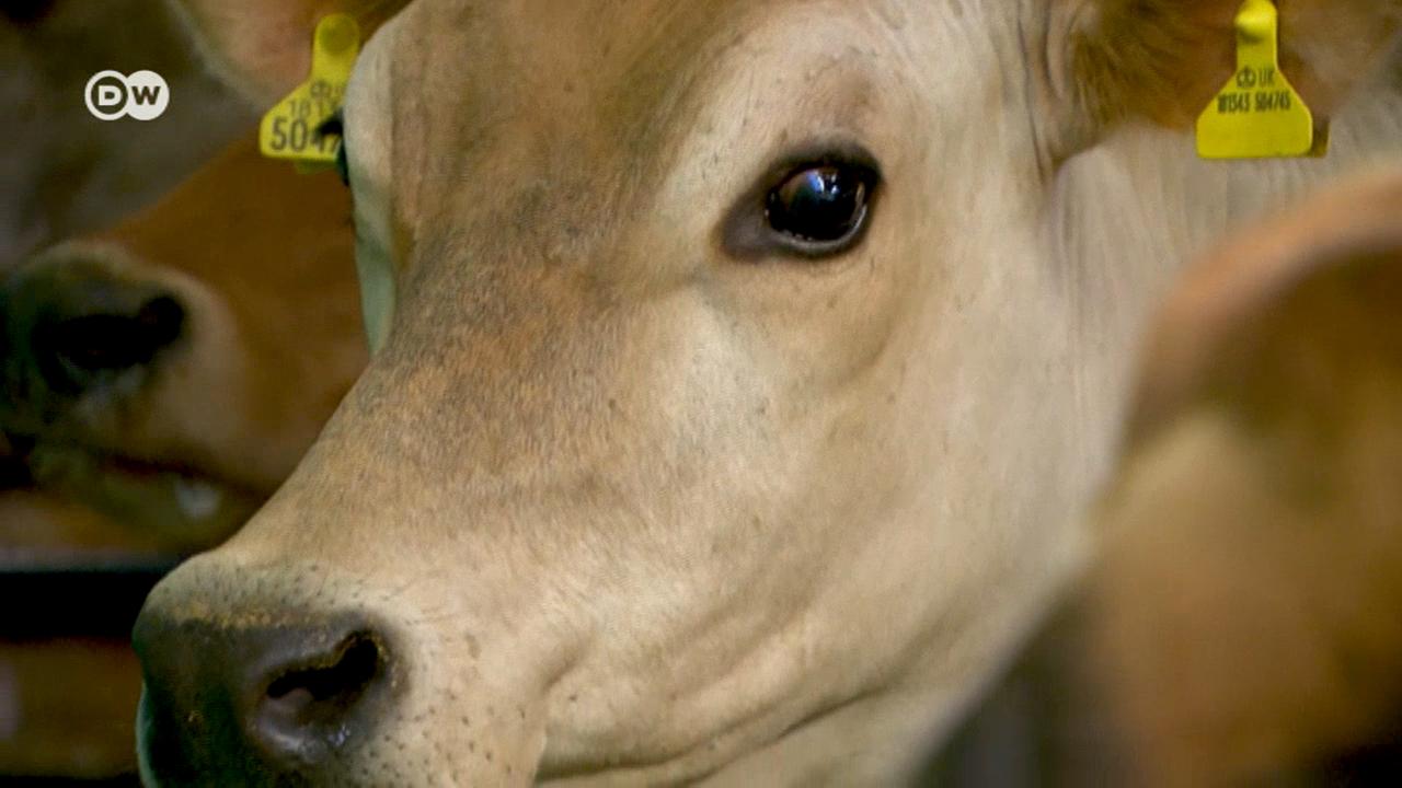 Češnjak za spas klime - britanski eksperiment s kravama