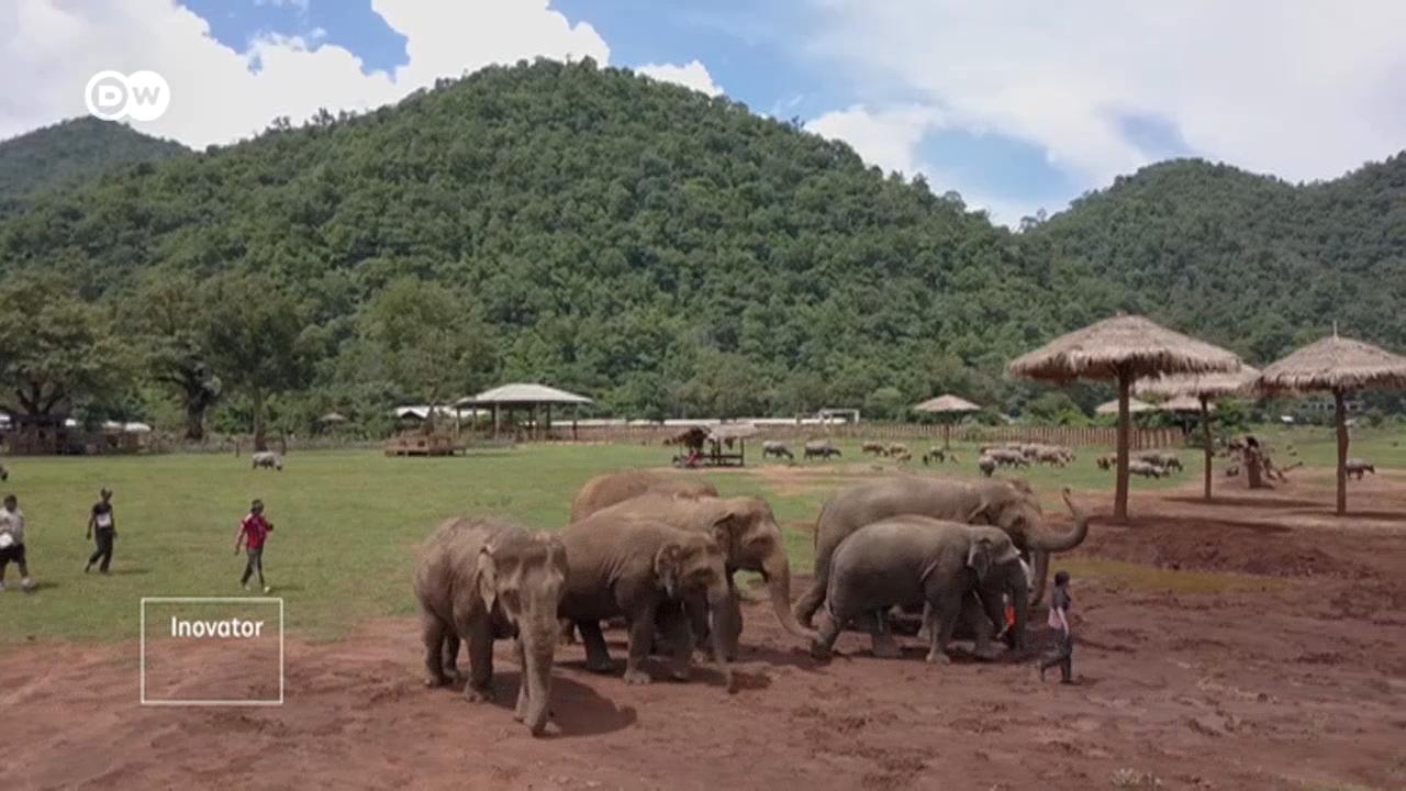 Menyelamatkan Gajah di Thailand