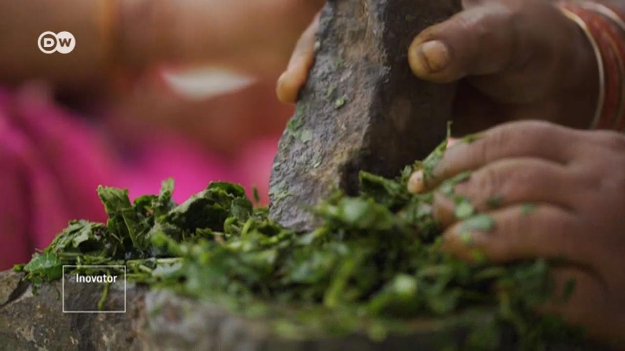 Budidaya Tanaman Herbal Sokong Perempuan Tamil