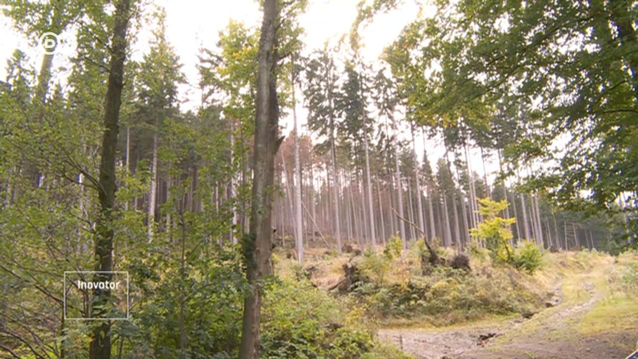 Membuat Hutan Jerman Kebal Penyakit dan Tahan Krisis Iklim