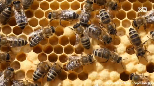Инсектициди ги убиваат пчелите