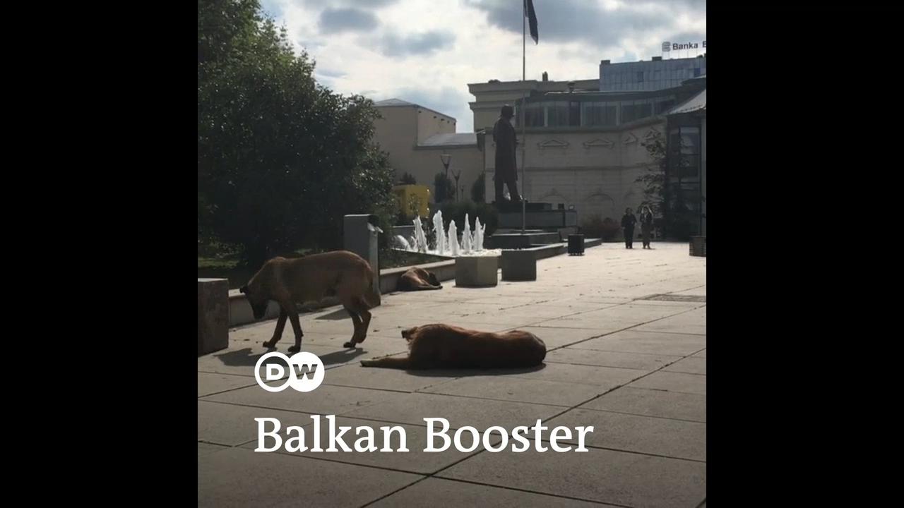 #dw_BalkanBooster: Стерилизација и кастрација на уличните кучиња
