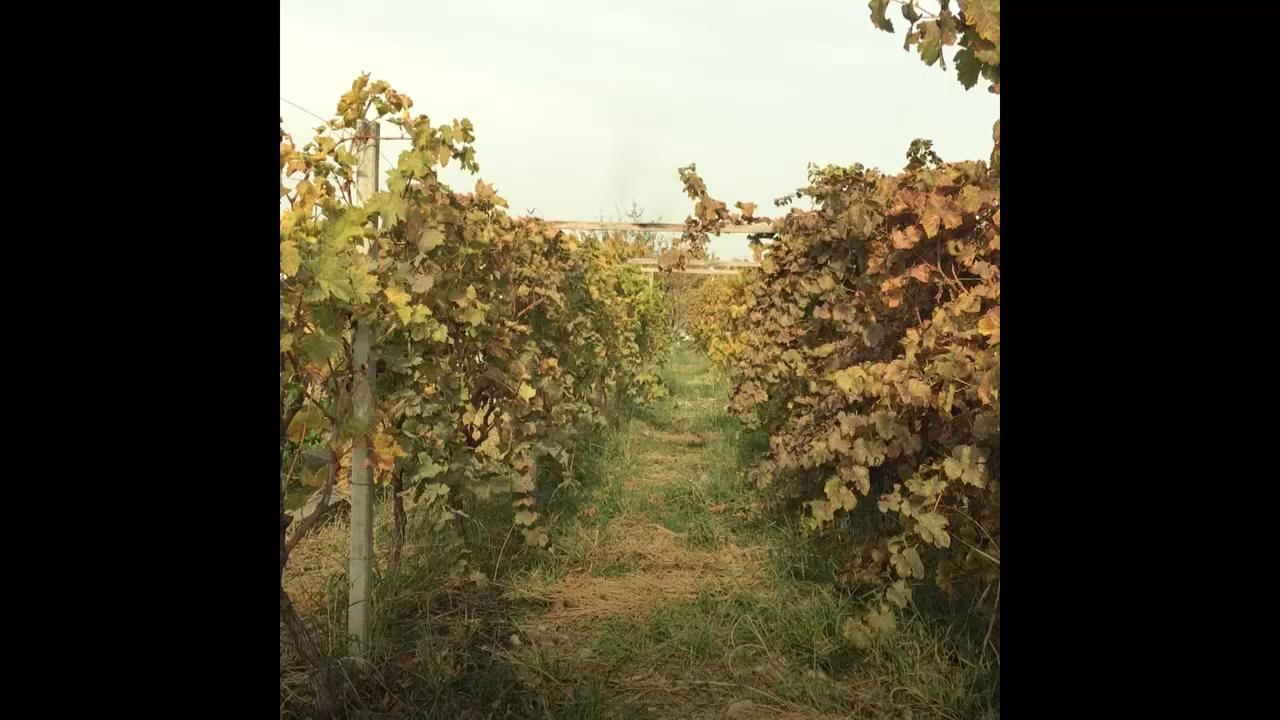 #dw_BalkanBooster: Вино од автохтоно албанско грозје