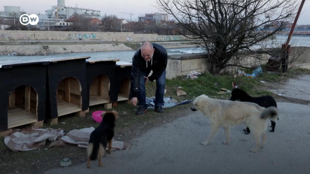 700 куќарки за бездомни миленици