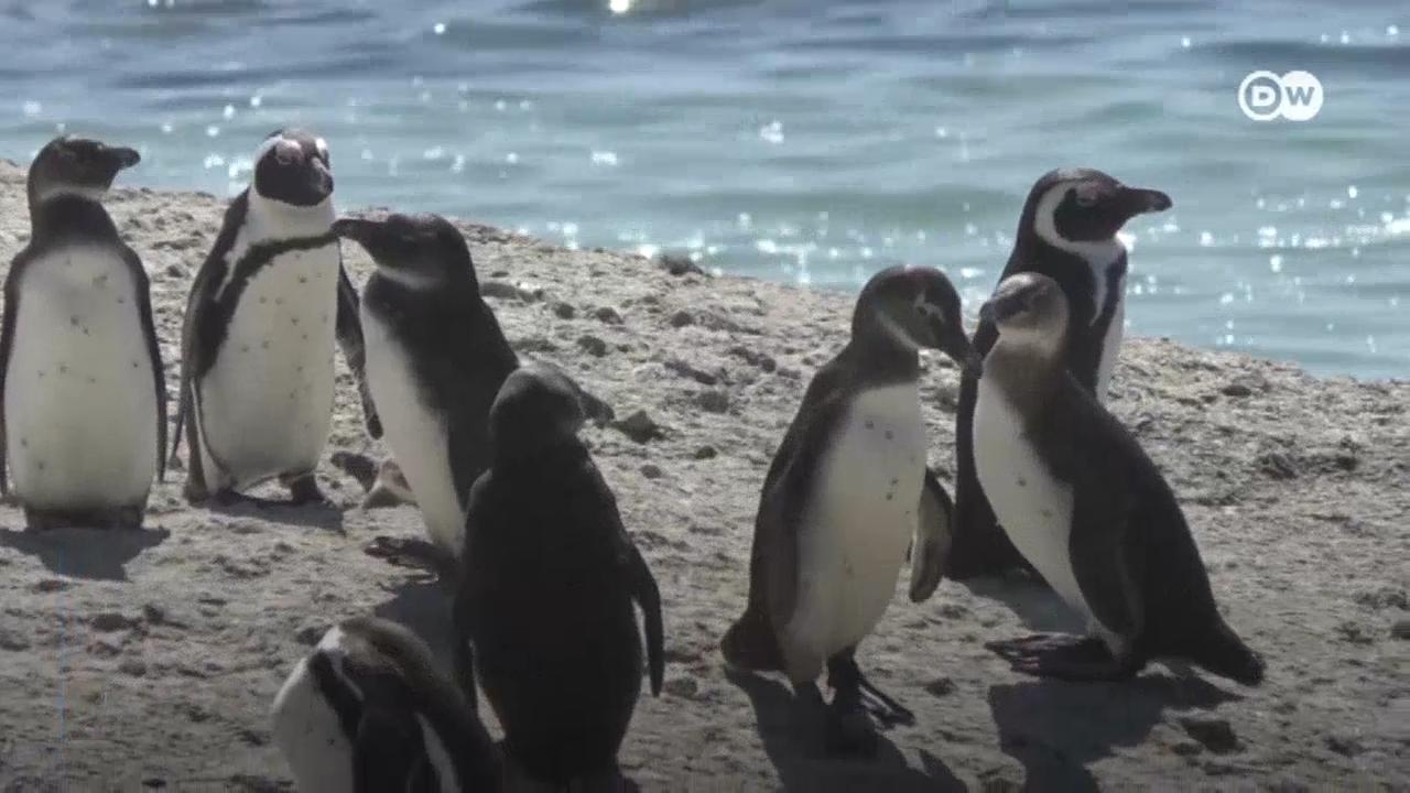 Abelhas matam pinguins ameaçados de extinção na Cidade do Cabo