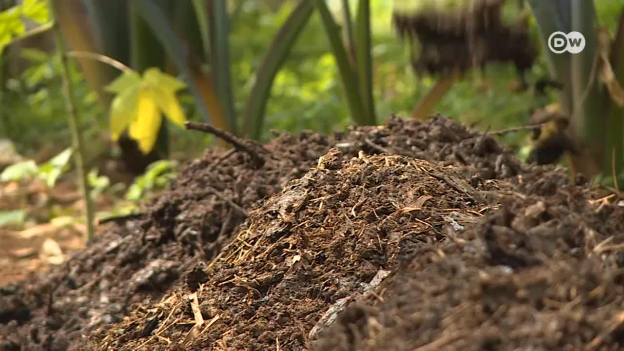 Um jovem são-tomense produz adubo orgânico para reduzir o uso químicos na agricultura. 