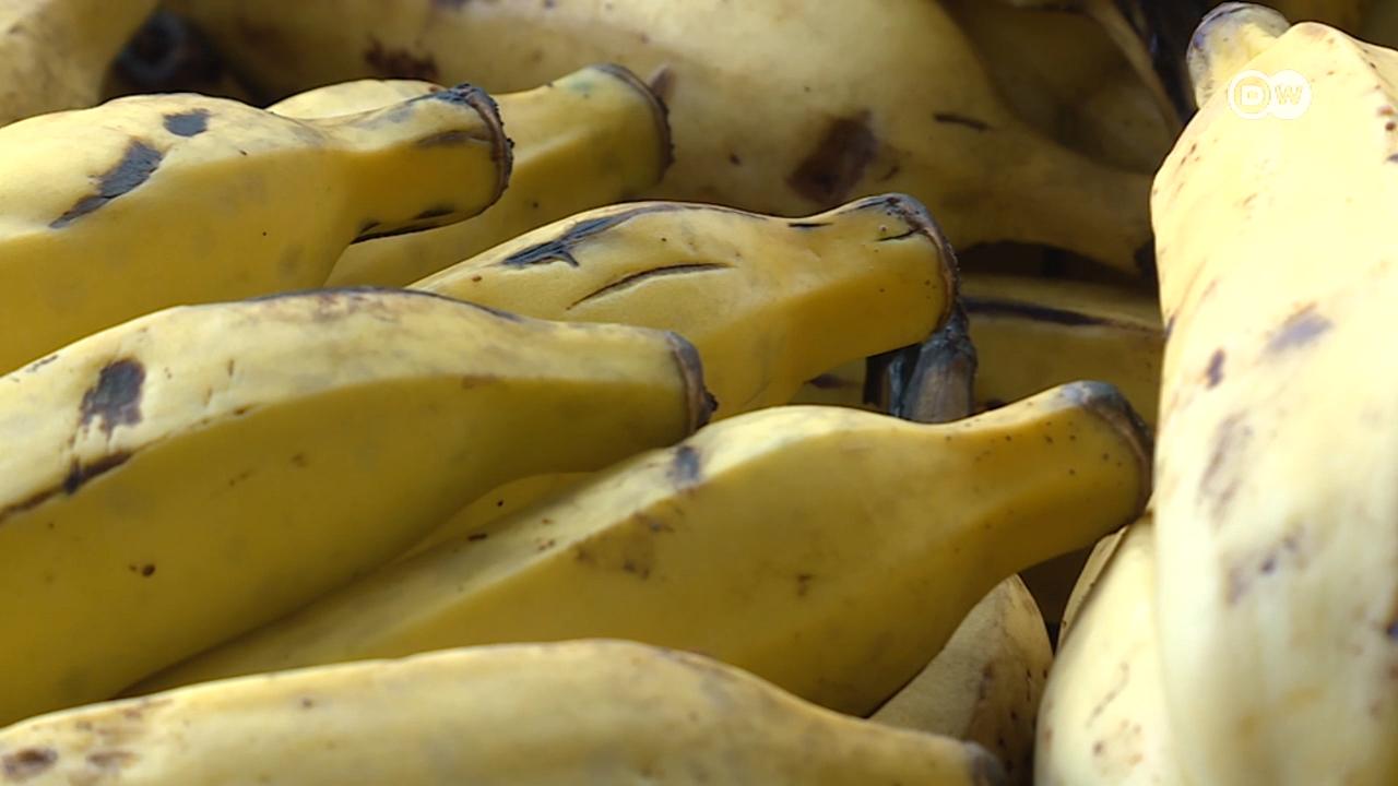 Jovem empreendedora são-tomense quer começar a exportar a banana prata produzida no arquipélago.