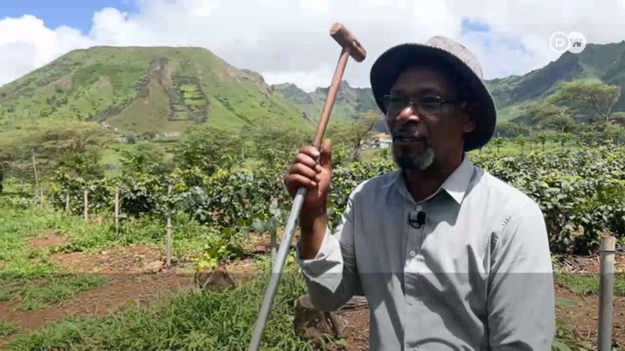 Cabo Verde Desafiar a seca para produzir uvas DW 13/10/2022