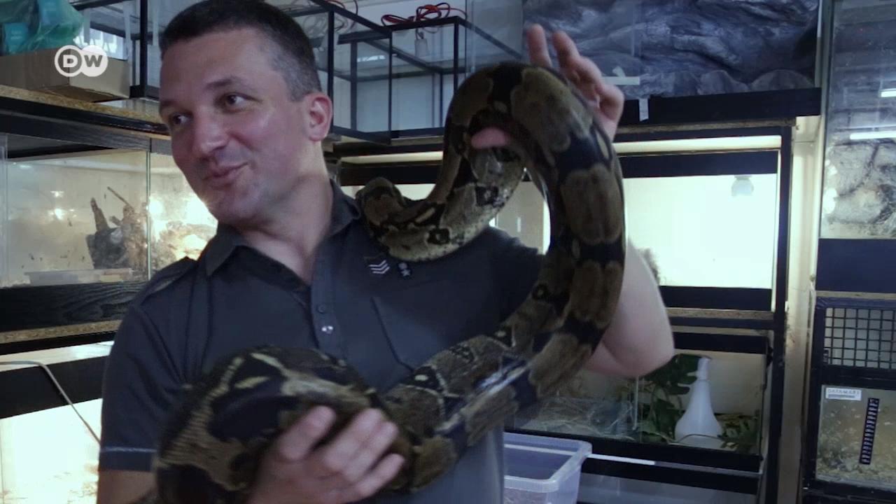 În pivnița lui Predrag Radosavljevic din Belgrad trăiesc 300 de șerpi. Întreaga familie se ocupă de ei.