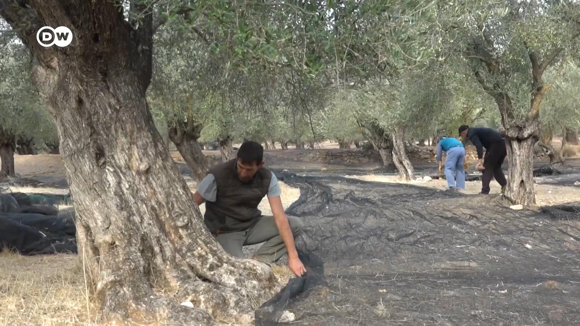 Grecia: Măslinii suferă de pe urma schimbărilor climatice