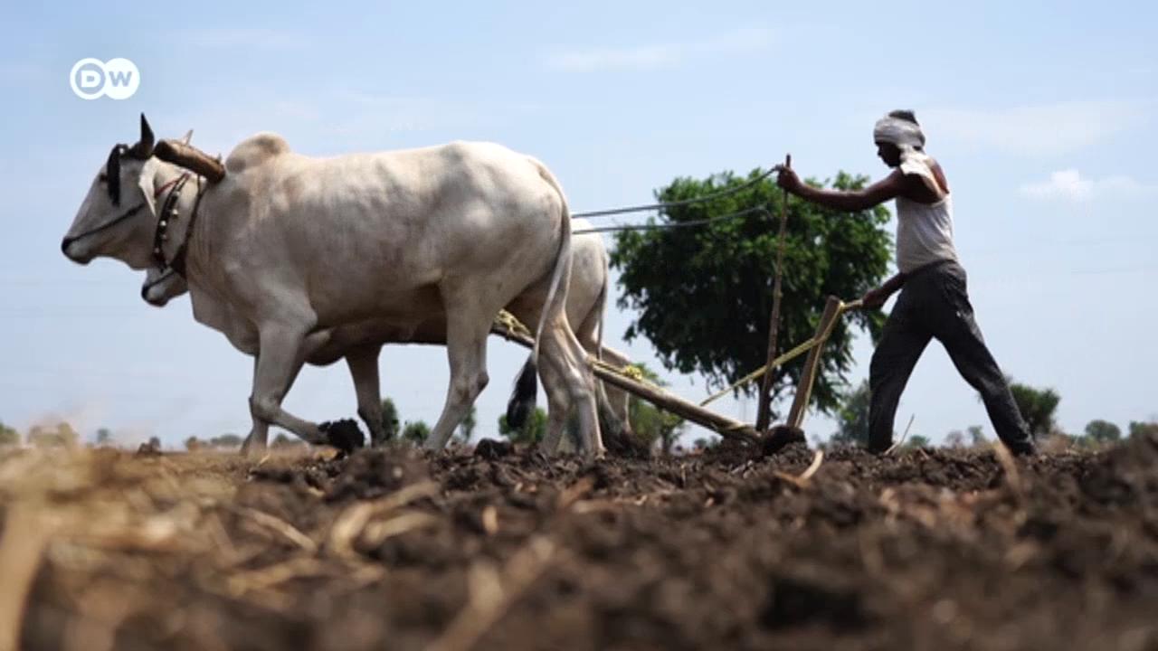 Жара, засуха и рост цен разоряют индийских фермеров. Тысячи из них кончают жизнь самоубийством из-за финансовых проблем.