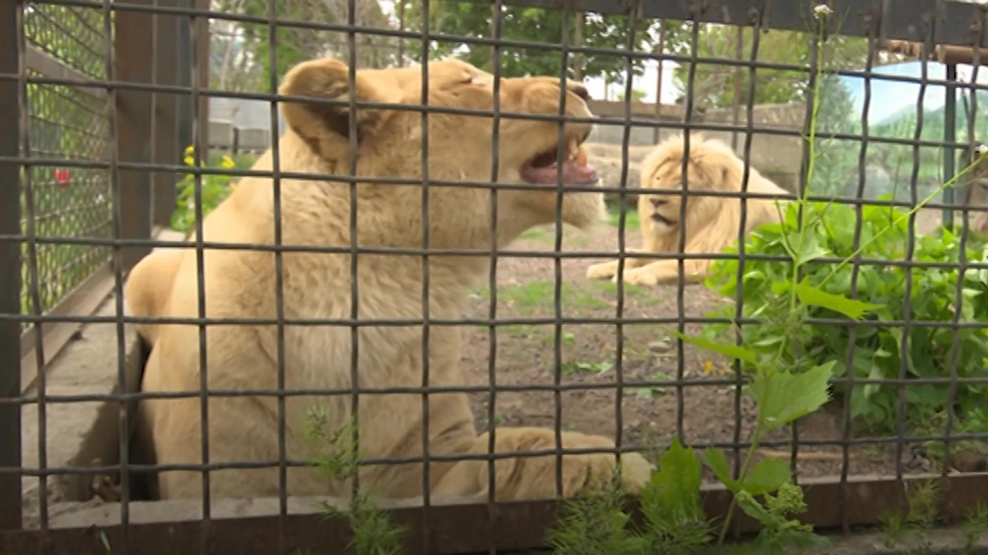 Одеський зоопарк допомагає тваринам з інших звіринців і приймає улюбленців біженців від війни.