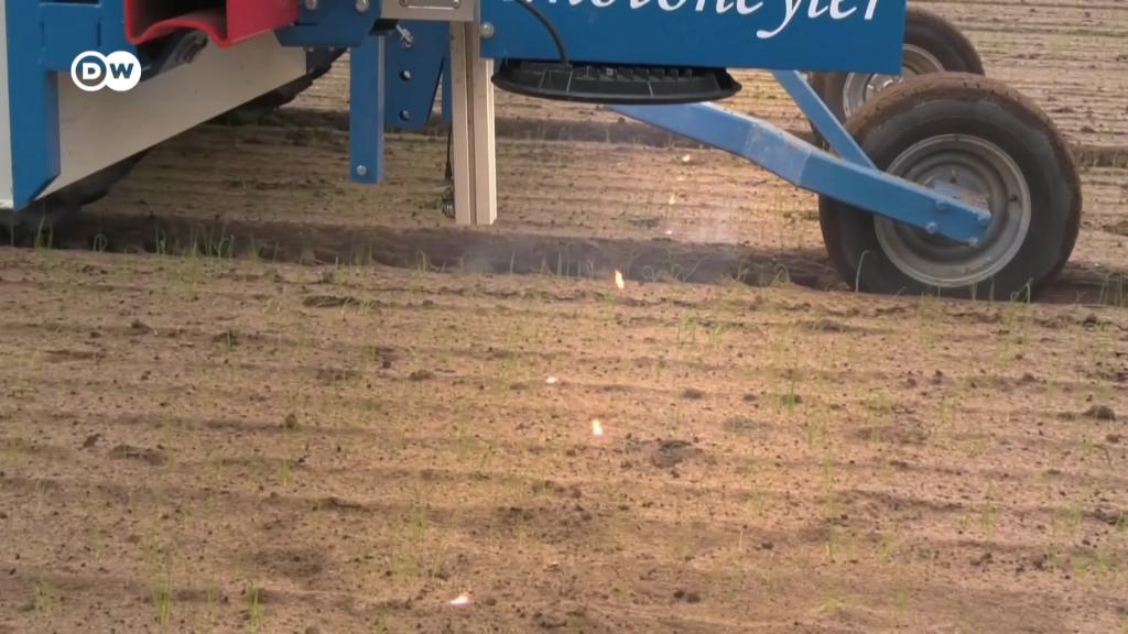 Лазер проти бур’янів: як ШІ змінює аграрну галузь – DW – 05.01.2026