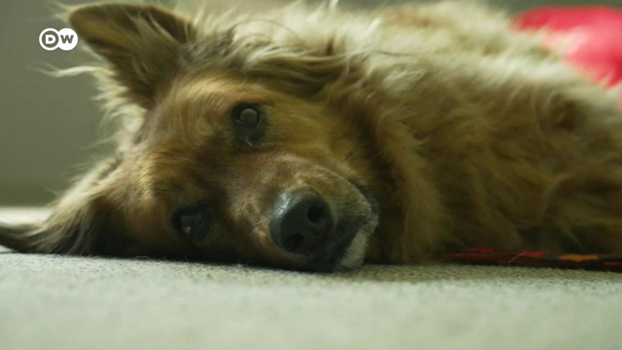 Cобаки як терапевти наслідків війни в Україні – DW – 12.12.2025