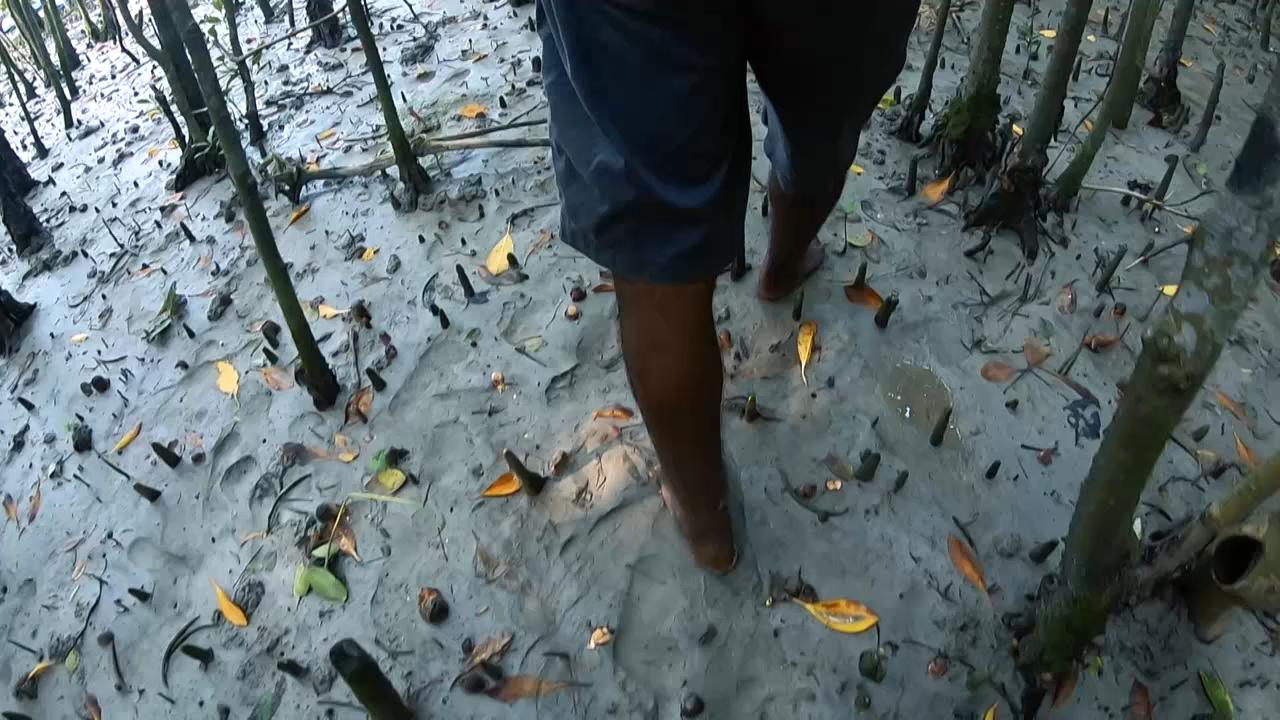 مینگروو کا سب سے بڑا جنگل بقاء کے خطرے سے دوچار