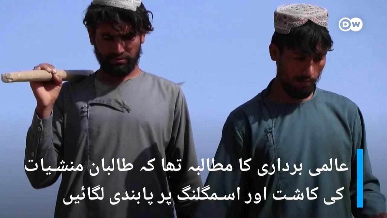 طالبان نے منشیات کی کاشت پر پابندی لگا دی
