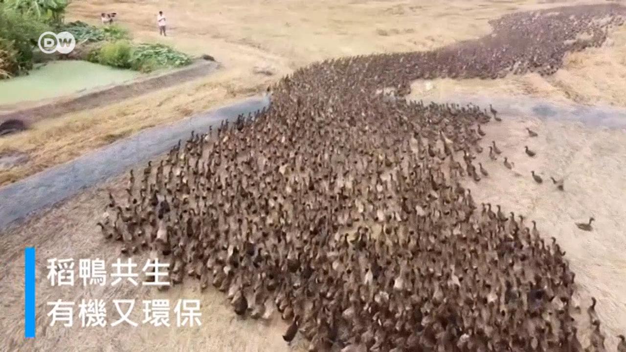亚洲流传千年的合鸭农法