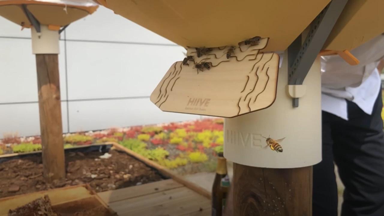 德国科学家利用废旧塑料，构建了一种新型人工蜂巢，能够有效防止蜂群遭到寄生虫感染。
