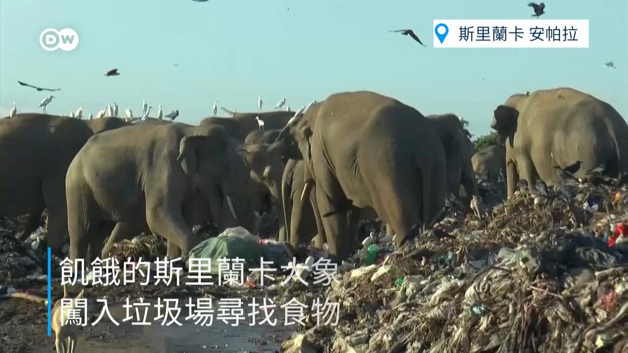 栖息地锐减 斯里兰卡大象上垃圾场觅食
