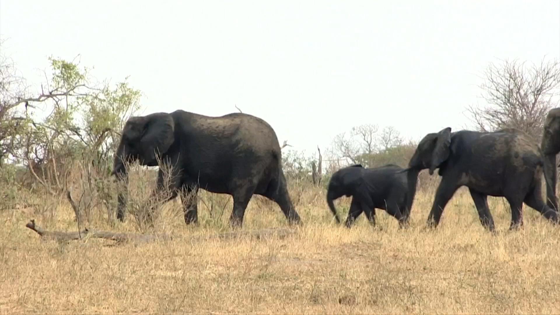 与象群共存 – 津巴布韦农民的难题