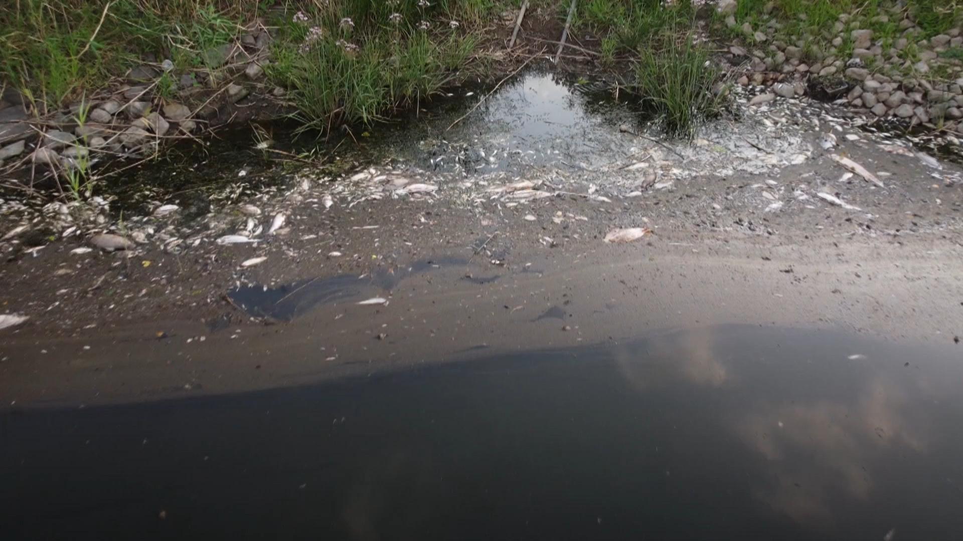 奥德河浮现大量死鱼 原因仍不明