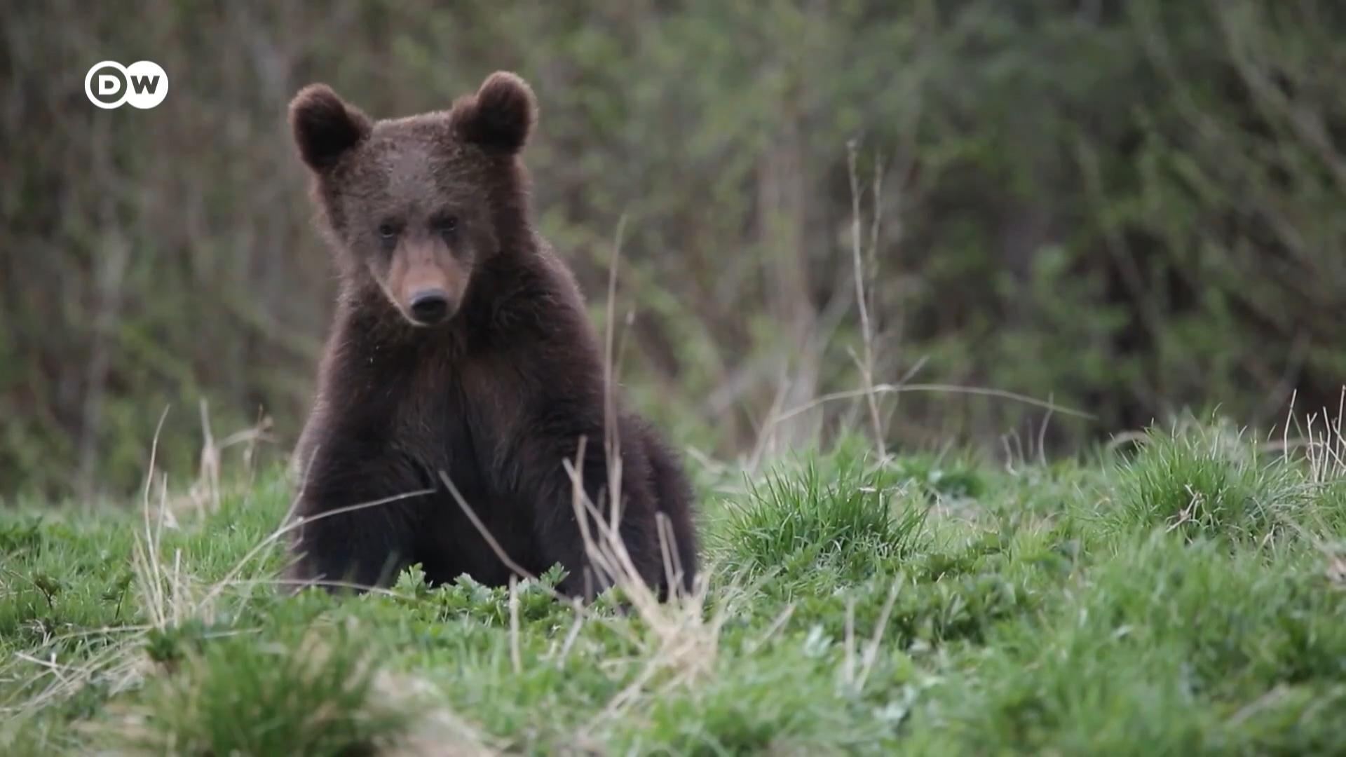 能源价格飙升带动木材需求量上涨，波兰的伐木业正因此蓬勃发展。但这也导致当地的熊失去栖息地面临生存危机。环保人士希望保育老树与野熊，木材业则视熊为一种麻烦。