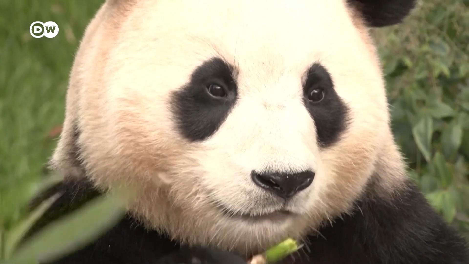 在韩国出生的大熊猫福宝四月初将返回中国。在牠最后一次露面的这天，大批民众依依不舍地与福宝道别。这只出生于2020年7月的“韩国顶流明星”以可爱的外表和独特魅力为无数游客带来欢乐。