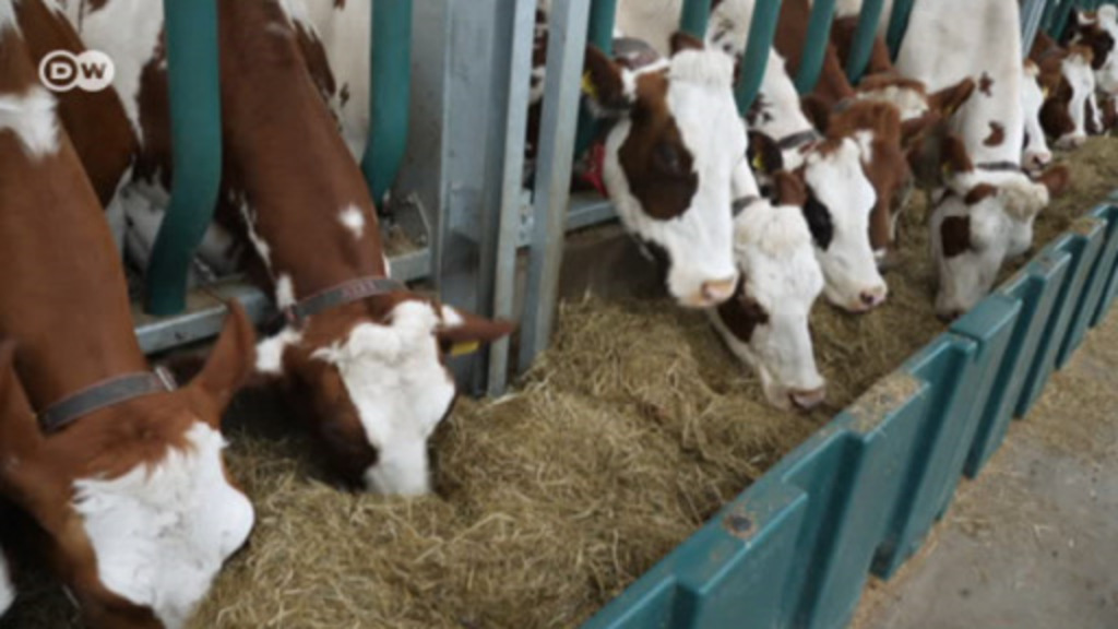 Netherlands Floating Cow Stalls DW 11/23/2019